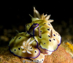Mating nudibranch - Hypselodoris tryoni
Camera Olympus X... by Tiur Aldha 